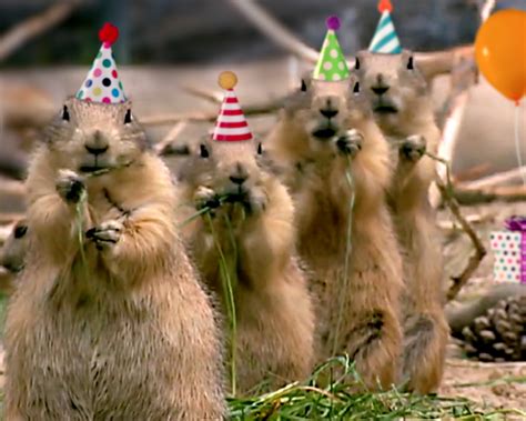 "Prairie Dog Birthday Song (Personalize Lyrics)" | ecard | Blue Mountain