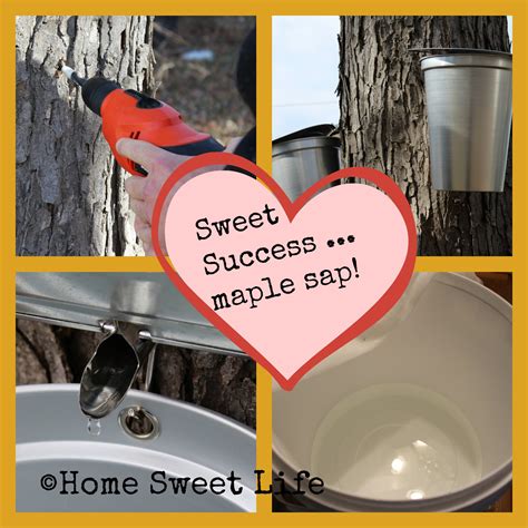 Home Sweet Life: Sweet Success... maple sap!