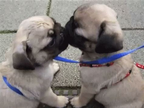 Puppies Licking GIF - Find & Share on GIPHY