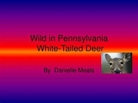 PPT - Wild in Pennsylvania White-Tailed Deer PowerPoint Presentation, free download - ID:5474710