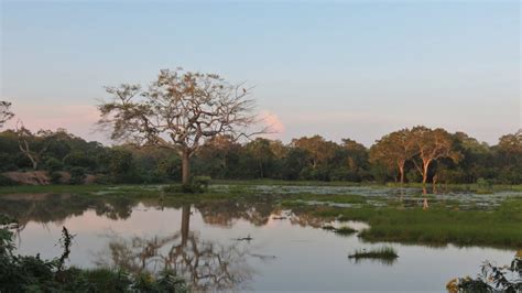 The Stunning Wildlife in Wilpattu National Park | Khiri Travel