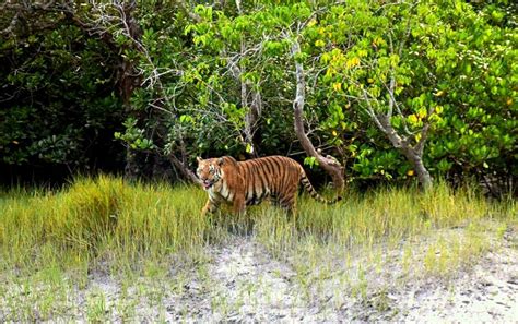 The Sundarban Tiger