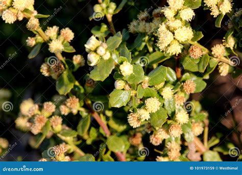 Coyote Brush Baccharis Pilularis Flowers And Seeds Stock Photography | CartoonDealer.com #123172196