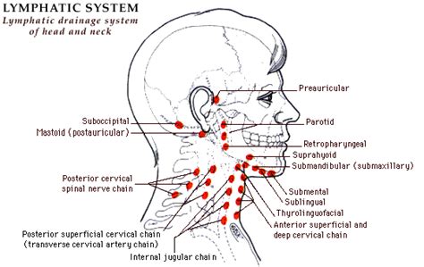 My Life With Lymphedema: Lymphatic Drainage of the Neck