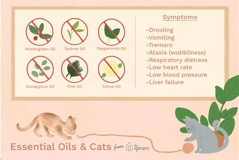 Essential Oils And Cats: A Must Read For All Cat Moms And Dads - Cole & Marmalade