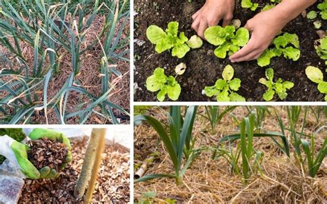 The Best Types of Organic Mulch For Your Vegetable Garden - Veggies Grow