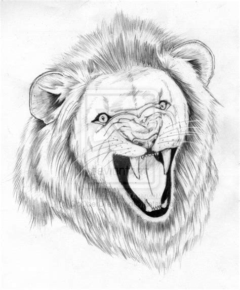 Angry Lion Sketch at PaintingValley.com | Explore collection of Angry Lion Sketch