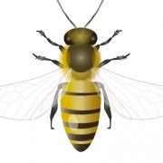 Honey Bee Transparent - PNG All | PNG All