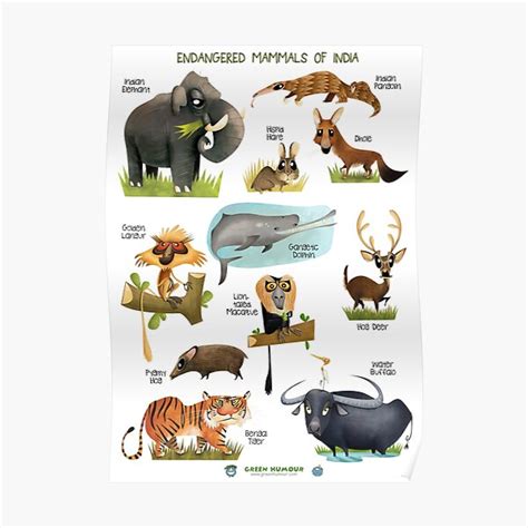 "Endangered Mammals of India" Poster for Sale by rohanchak | Redbubble