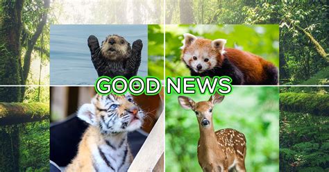 Sh!tty year? Here are 10 good News stories plus ALL KINDS OF ANIMALS!