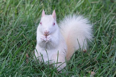 While they aren’t very common, your chances of seeing an albino squirrel are pretty good if you ...