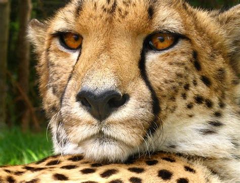 Cheetah Face | Cheetah face, Cheetah, Animals