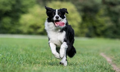 Border Collie Breed: Characteristics, Care & Photos | BeChewy