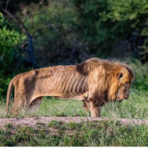 Escaped Lion Found In Kano Zoo After Devouring Goats In Their Cage - Science/Technology - Nigeria