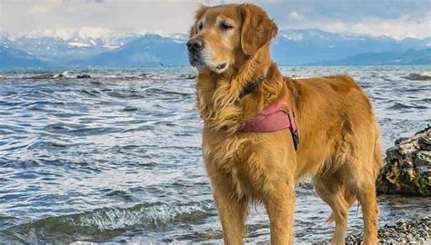 Golden Retriever Rescue Archives - All Rescue