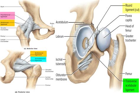 Ligaments - Thumb, Shoulder, Elbow, Hip, Knee and Ankle Ligaments
