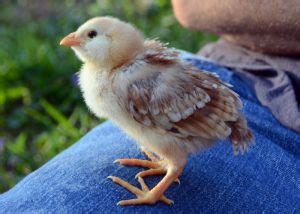 Russian Orloff Chicken: Interesting Facts, Appearance, And Egg Color