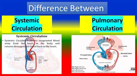 Explain How Pulmonary Circulation Differs From Systemic Circulation - Stevenstrust