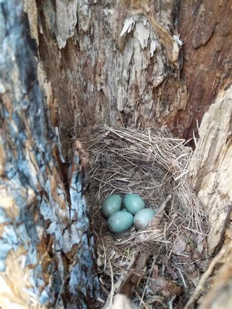 Secret Bird Nest of Common Blackbird Turdus Merula with 4 Turquoise ...