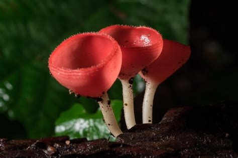 Premium Photo | Close-up of red mushroom growing outdoors