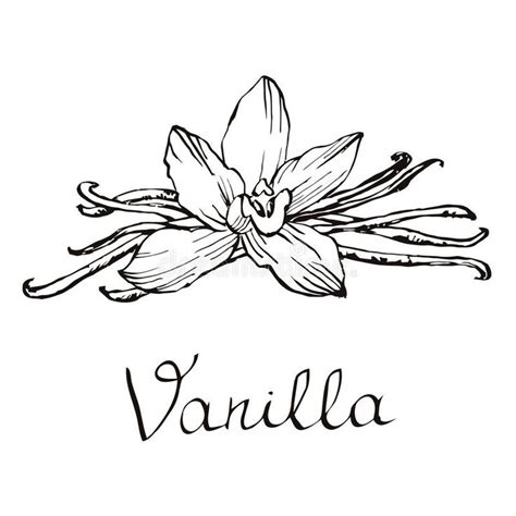 Vanilla beautiful flowers and beans. Hand drawn sketches vector ...