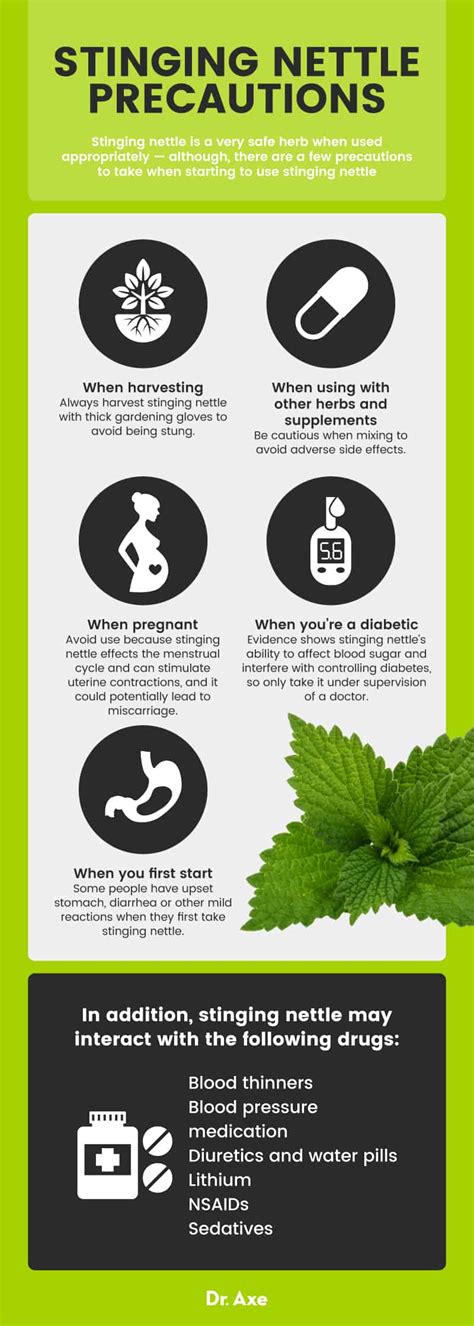 Stinging Nettle Benefits, Uses and Side Effects - Dr. Axe