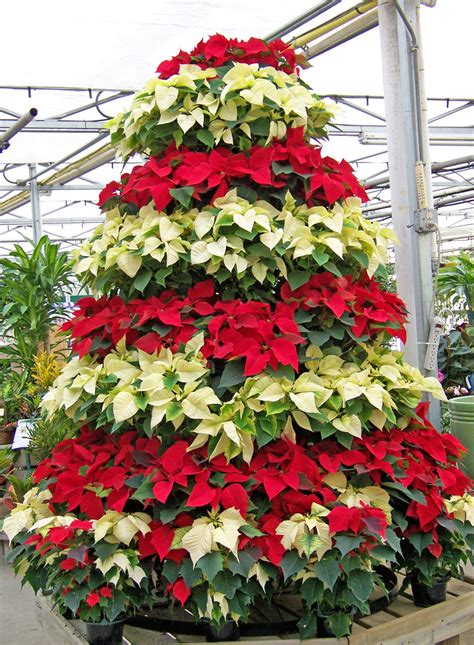 Poinsettia Christmas Tree Free Stock Photo - Public Domain Pictures