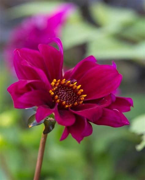 Dahlia Bishop of Canterbury