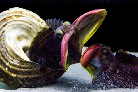 When Sarcastic Fringeheads Open Their Mouths, Watch Out - The New York Times