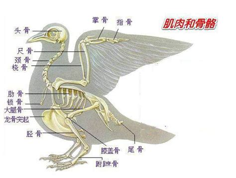 鸟类结构图册_360百科