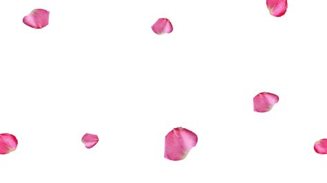 Pink rose petals png full hd png