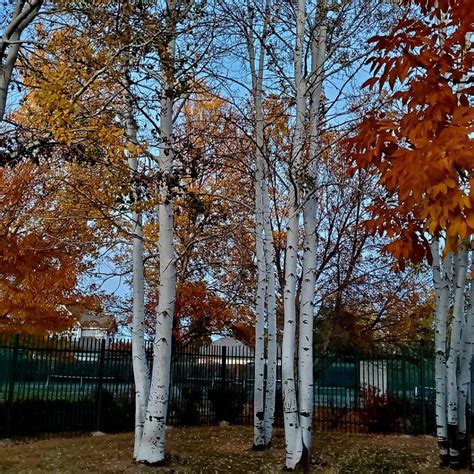 5 Places to Catch Fall Color in Greeley, Colorado