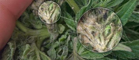 Bud Rot (Botrytis) On Cannabis