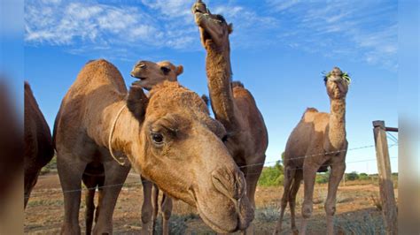 Astonishing story of Australian camels and why thousands of them are ...