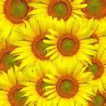 Sunflower Paper Free Stock Photo - Public Domain Pictures