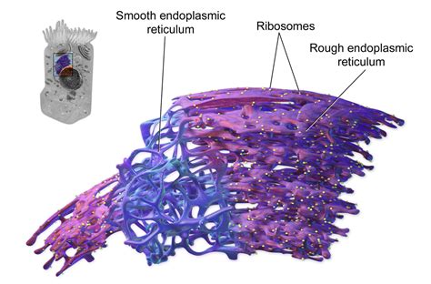 Retículo endoplasmático liso - Wikipedia, la enciclopedia libre