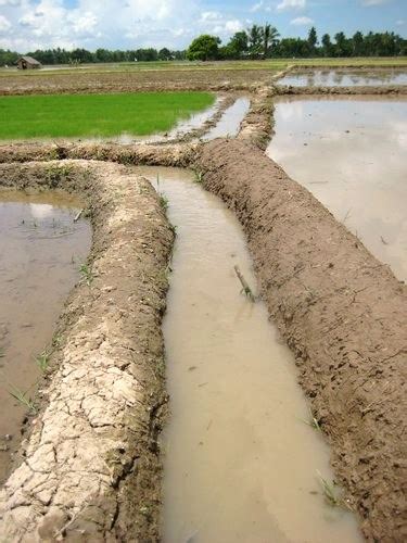 Farmer with carabao and plow | Philippines