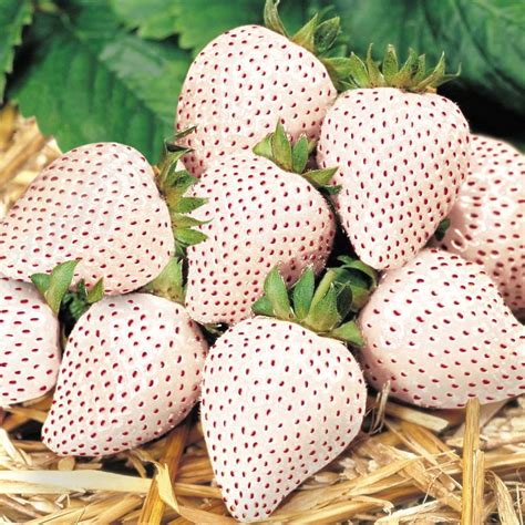 Strawberry 'Snow White' - Van Meuwen Offers - Van Meuwen | White strawberries, Weird facts, Fun ...