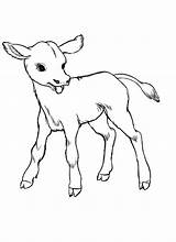 Realistic Cow Coloring Pages At GetColoringscom  Free Printable sketch template
