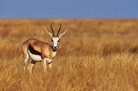 How to see a springbok — the symbol of the RSA in Cape Town