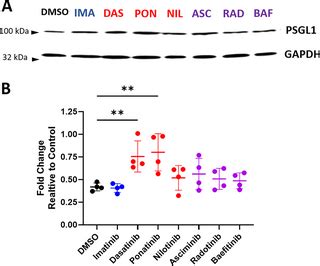 Differential vascular endothelial cell toxicity of established and ...