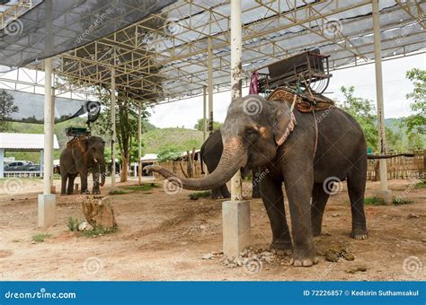 Elephant With Howdah At Elephants Camp Royalty-Free Stock Image | CartoonDealer.com #80007502