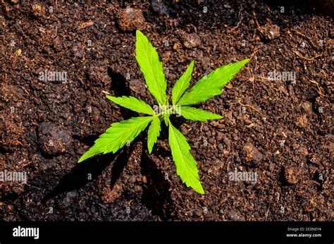 Cannabis Leaf Background Stock Photo - Alamy