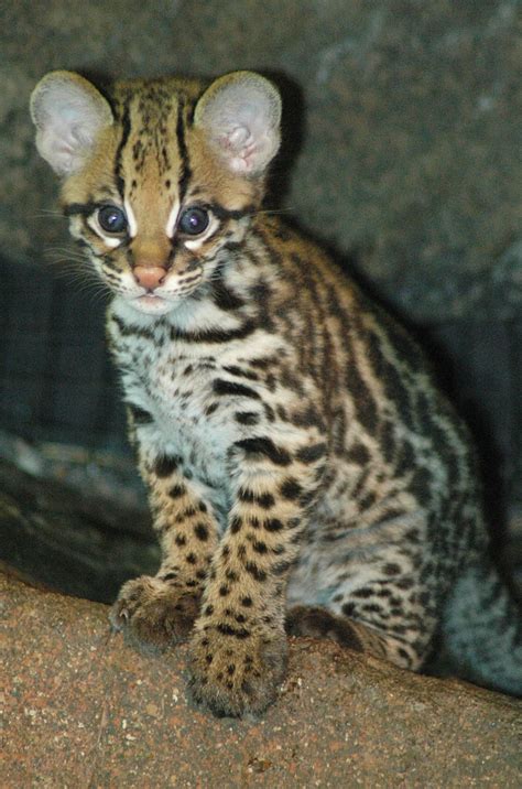 Keeper of the Zoo: Ocelot Cub Update