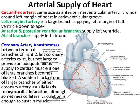 PPT - Pericardium & Heart PowerPoint Presentation, free download - ID:4956744