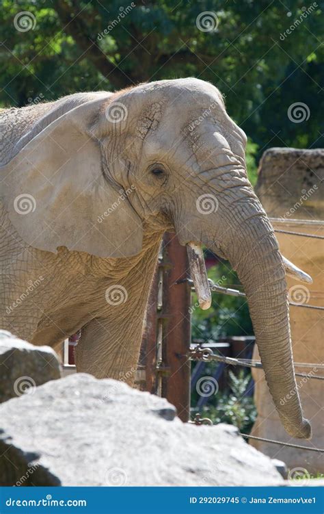 Elephant savanna stock image. Image of wildlife, mammal - 292029745