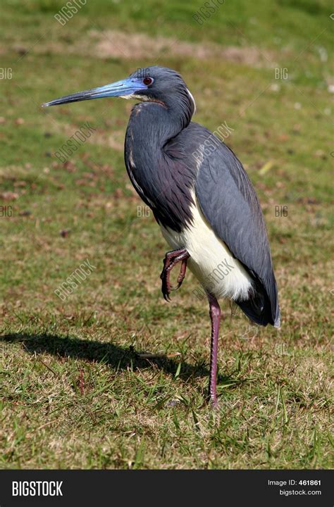 Blue Egret Image & Photo | Bigstock