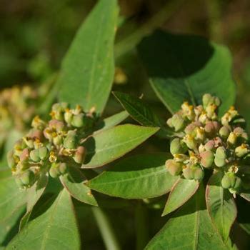 Euphorbia heterophylla - MREC - UF/IFAS - University of Florida ...