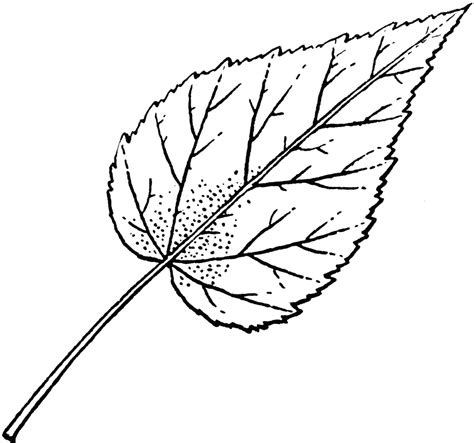 Hibiscus leaf | drawings | Pinterest | Hibiscus, Leaves and Hibiscus leaves