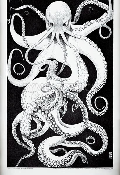 octopus portrait ink drawing black – Resolution: 6656×9728